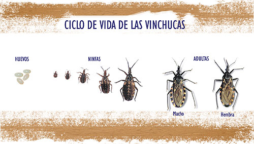 ciclo-de-vida-de-las-vinchu