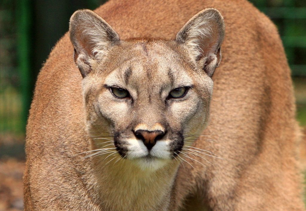 Recomendaciones ante el avistaje de pumas en zonas urbanas Gobierno de Cordoba