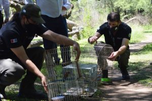 Más de 60 aves regresaron a la vida silvestre en Bell Ville